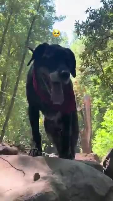 Spend my dog's last day with me.....