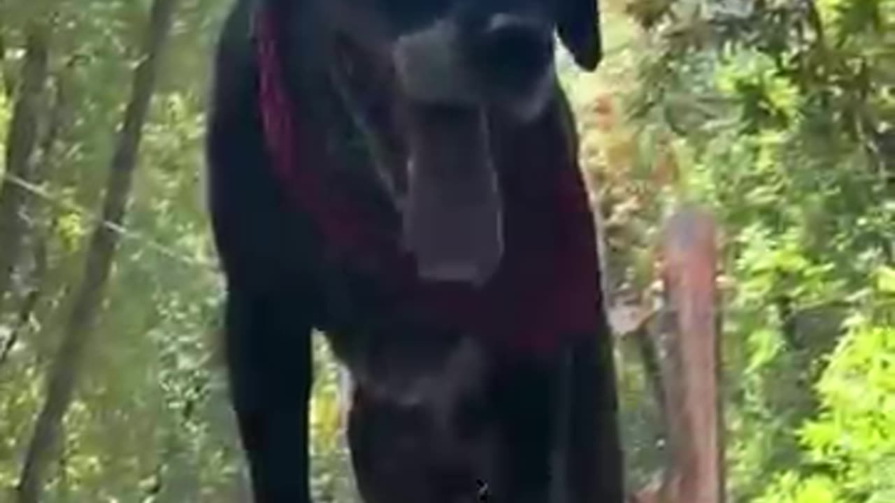 Spend my dog's last day with me.....