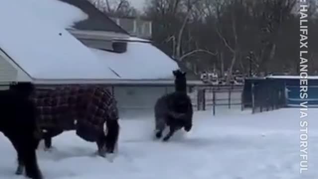 Horses frolic in fresh snow after Nova Scotia storm