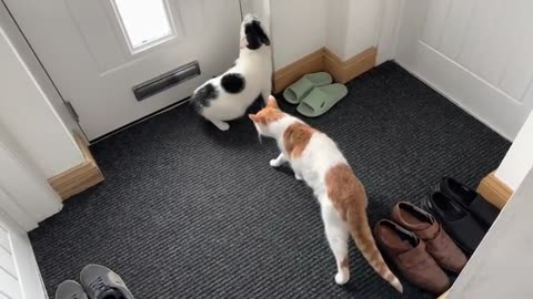 Neighbours Cat Meets My Cat