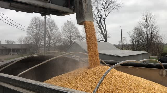 Loading Corn onto Semi