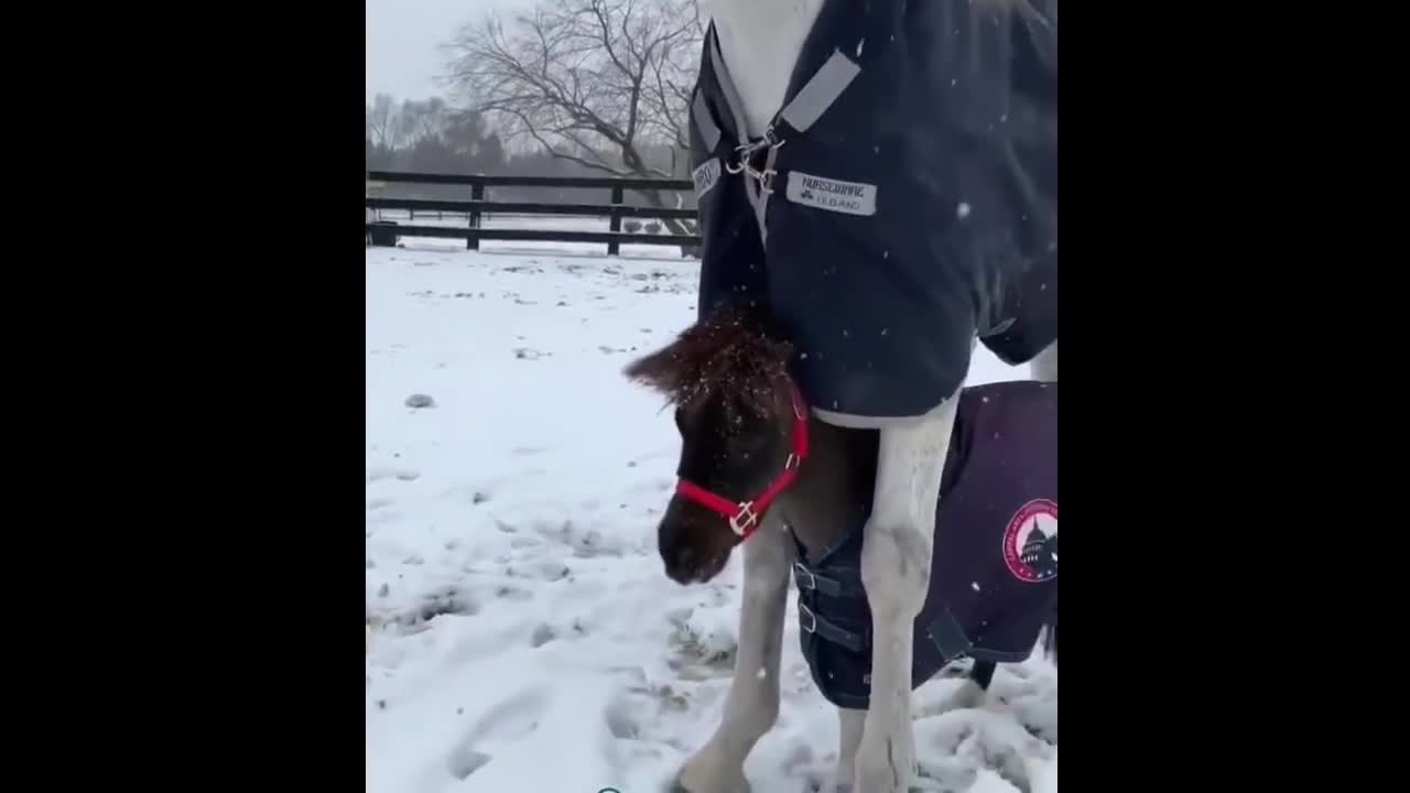 Funny and Cute Horse Videos Compilation cute moment of the horses- Cutest Horse #5-10