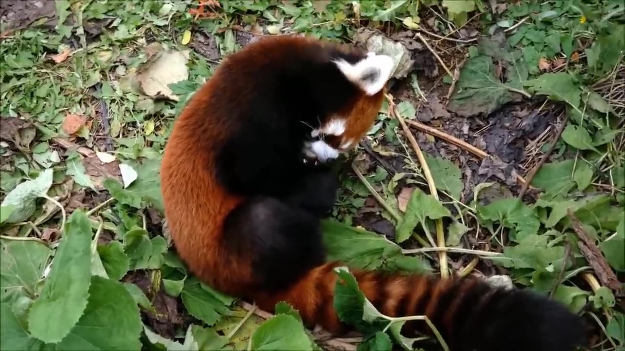 Red pandas compilation