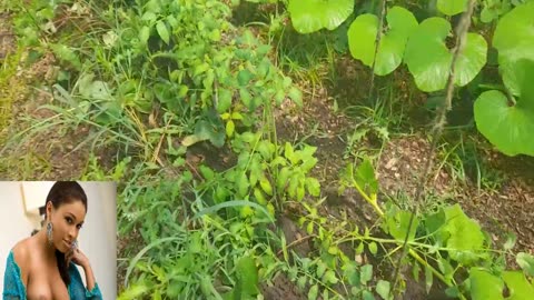 greenhouse update and banana planting