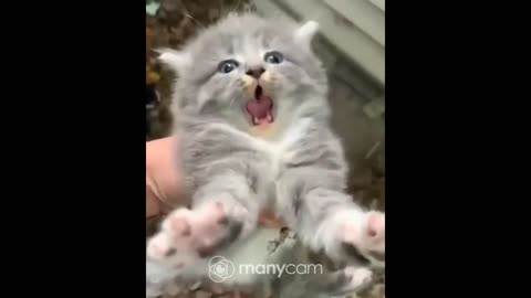 Funny cat beautiful cat videos and pictures funny cat