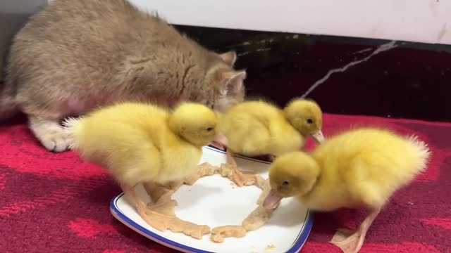 The kitten is the mother of the duckling and takes the duckling to eat delicious food, salmon