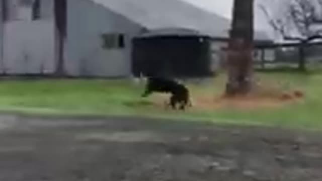Funny Dogs From TikTok _ Try Not To Laugh _ Funny Dog _ Funny Animals Life πΌπ½