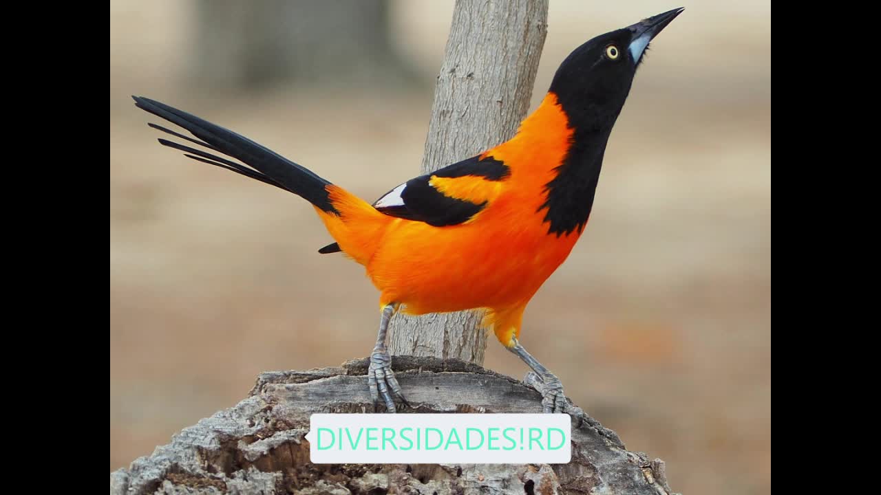 #CORRUPIÃO#SOFRE#SOFREU#E OUTRAS AVES SE ALIMENTANDO#DIVERSIDADES!RD