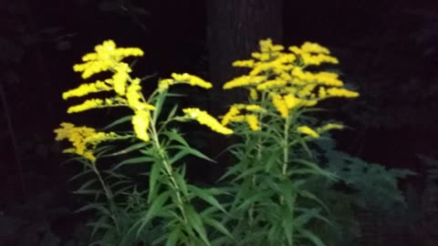 Goldenrod