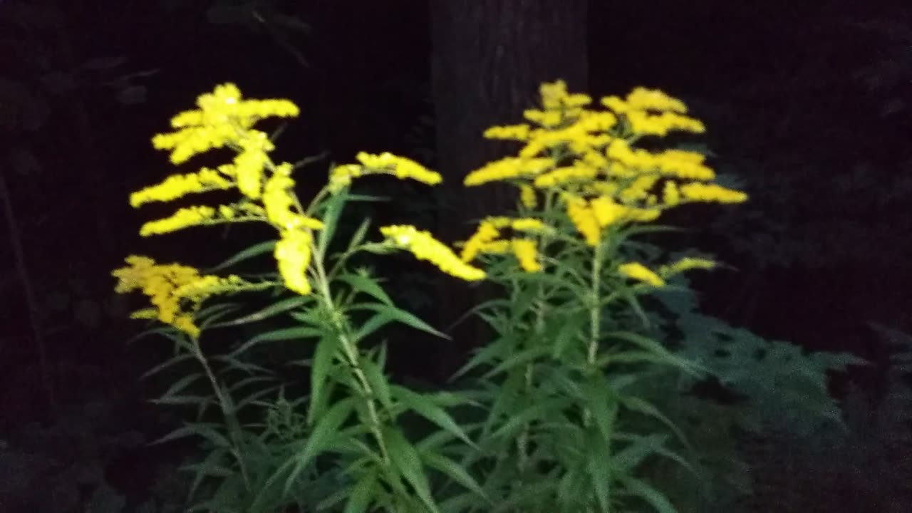 Goldenrod