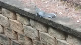 I Saw Squirrel For the First Time In Ma Life😃