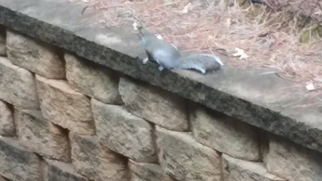 I Saw Squirrel For the First Time In Ma Life😃