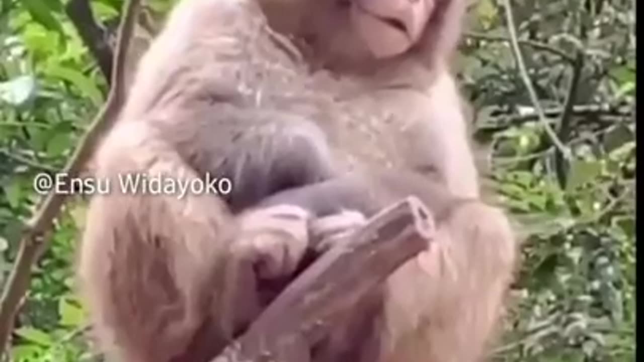 Monkey Buried Under Bike Seat #shorts #viral #shortsvideo #video