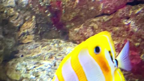 Nemo & Friends | Neon Fish Dingle 🇮🇪 #viral #shorts #trending