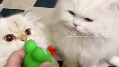 Cute lovely cat(720P_HD) 2024