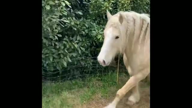 Funny and Cute Horse Videos That Will Change Your Mood For Good