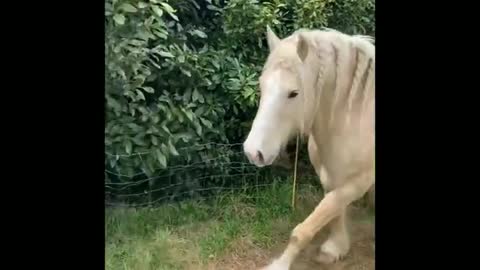 Funny and Cute Horse Videos That Will Change Your Mood For Good