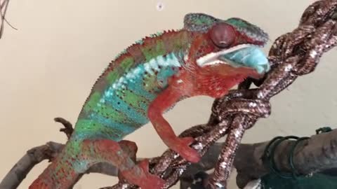 Chameleon Eats Goo Worm