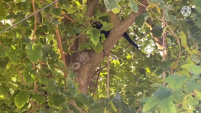 Baby Kitten up a Tree