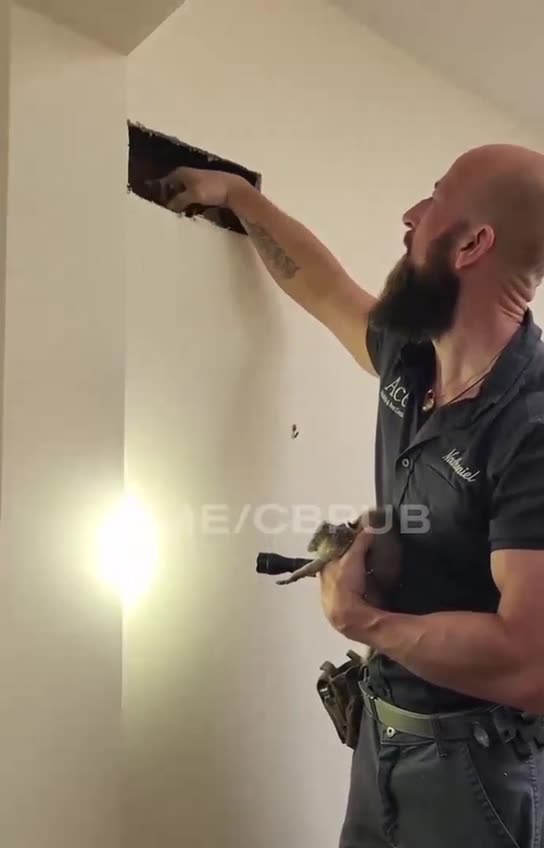 THERE ARE FREE RACOONS IN YOUR WALLS