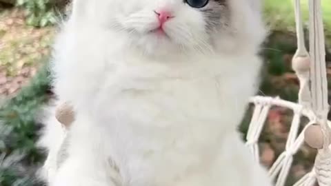 cute cat enjoy the wheather with cute face