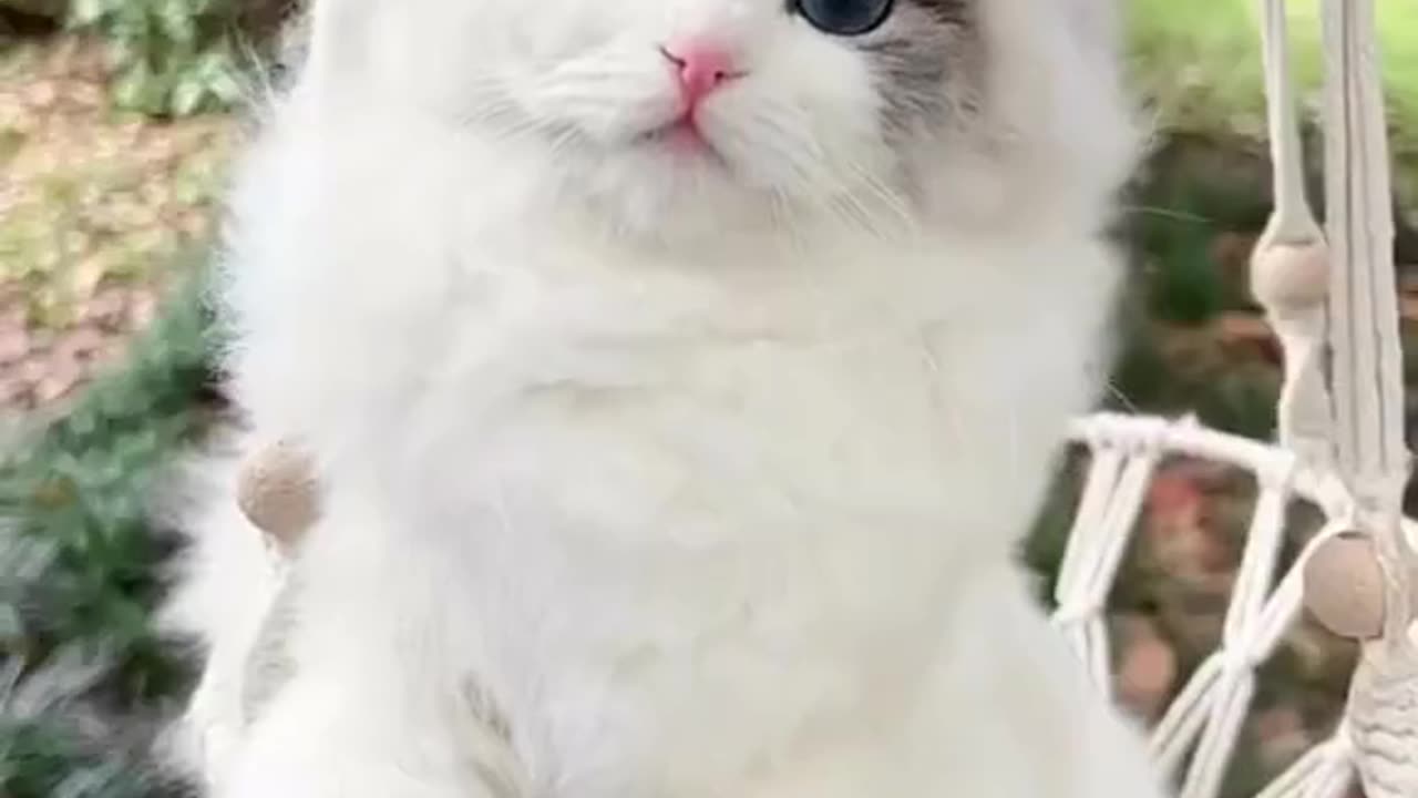 cute cat enjoy the wheather with cute face