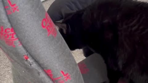 Cute Precious Piper Inspects Before She Sits - Adopting a Cat from a Shelter Vlog #shorts