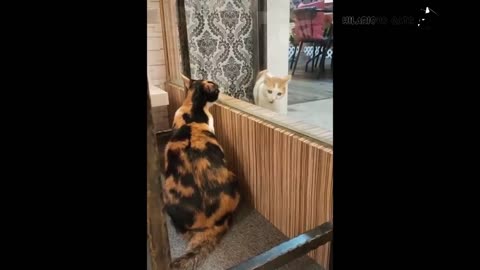 Try Not To Laugh Cats Cute Reactions - Funny Cat Videos #99