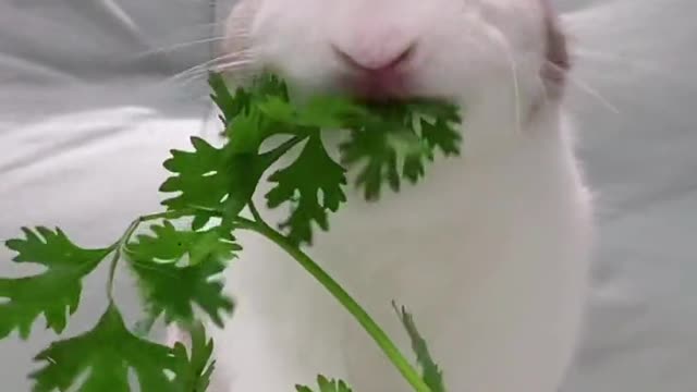 It's been poisoned by cilantro