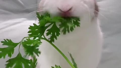 It's been poisoned by cilantro