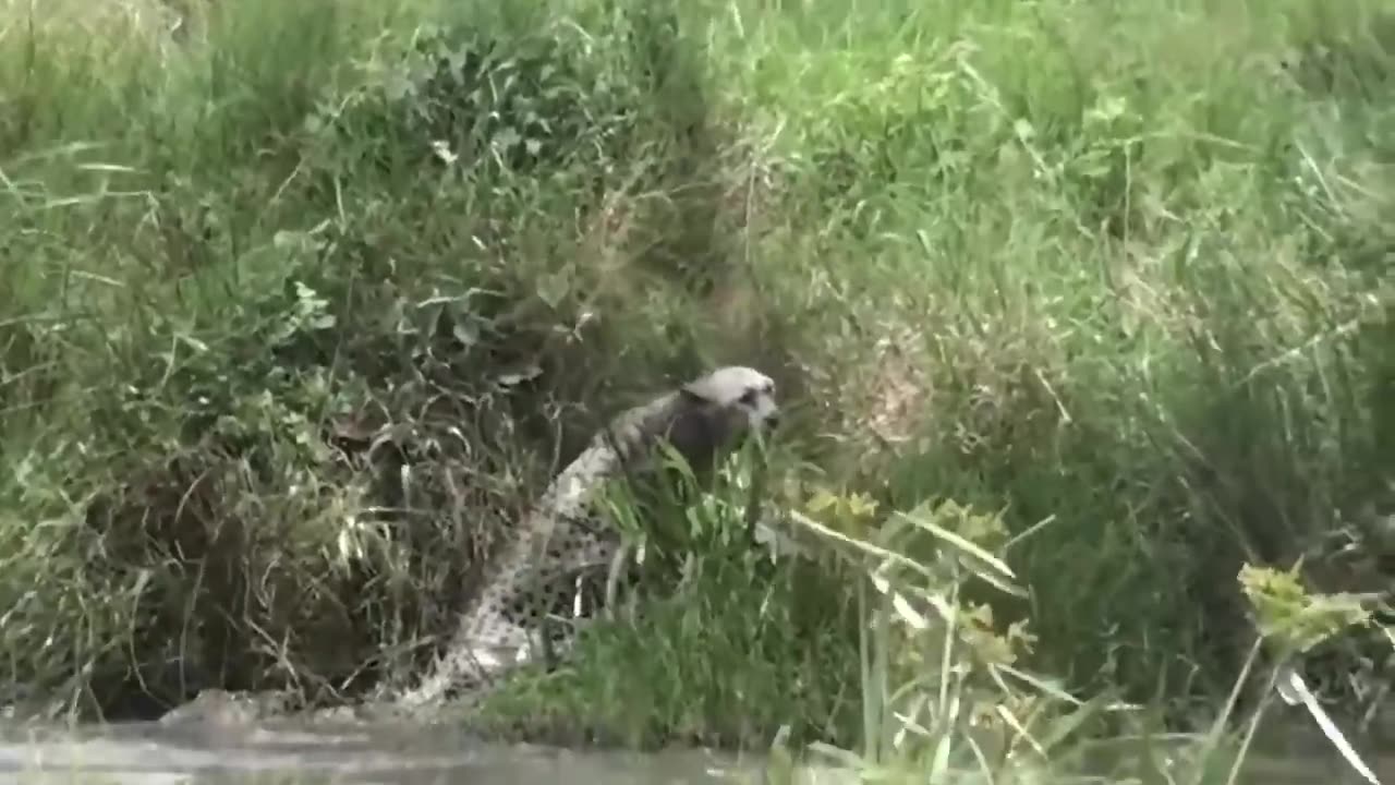 Lion Losing One Leg Due to Crocodile's Attack While Crossing the River.