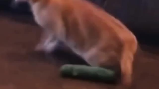 The Funny Kitty Collection