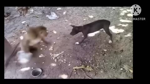 🐶Dog vs Manki🐒 Full Funny Vedios😀1