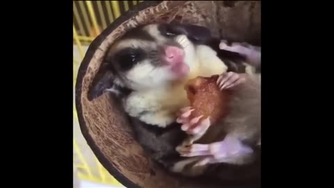 Funny animal videos 🤣🤣😂😂