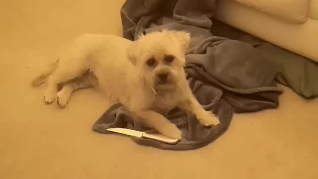 Dog has enough of its owner