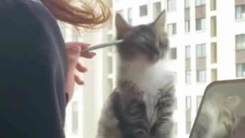 Cats Just Like Human | Cat Video | Cat | Cats Lovers | Animal funny videos