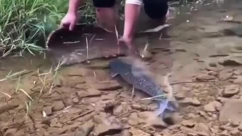 This is a beautiful and charming water-dwelling species