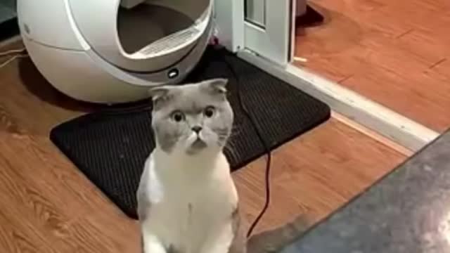 Funny Cats - Don't try to stop laughing - Funniest Cats Ever