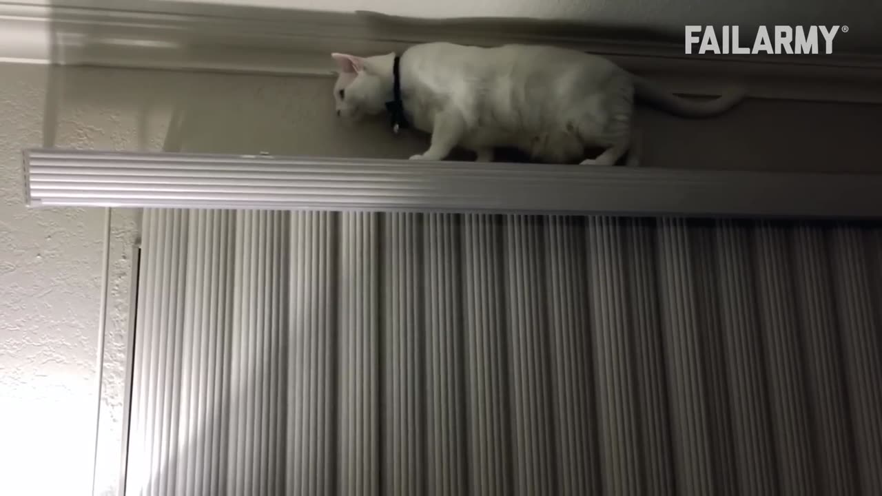 Funny Cat Fails Funny Cat Compilation - FailArmy