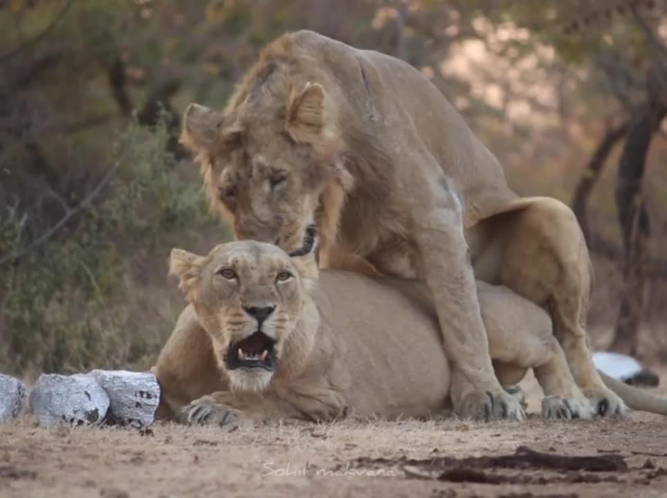 Lioness Got Wild Scaring Off A Lion At Gir National park