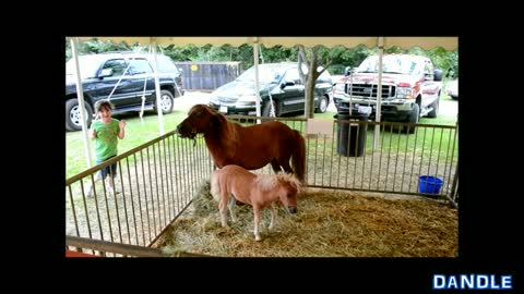 Petting Zoo Pony Attack!