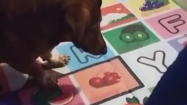 Cute dog plays with a plastic toy and gets scared