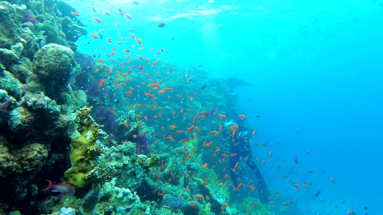 Multi colored fish in the reef with a diver