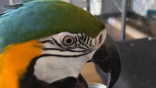 Blu the Parrot Helps Open a Can