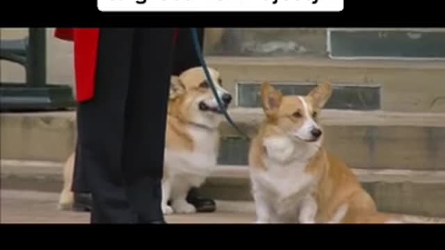 The Queen's corgis, Muick and Sandy, sit in the forecourt of Windsor Castle to greet Her Majesty.