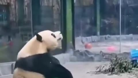 funny panda