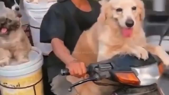 Funniest Animal Videos - Just Laugh😂 Funnyanimal