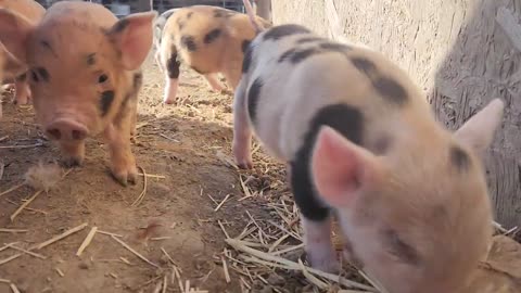 Idaho Homesteading KuneKune Piglets