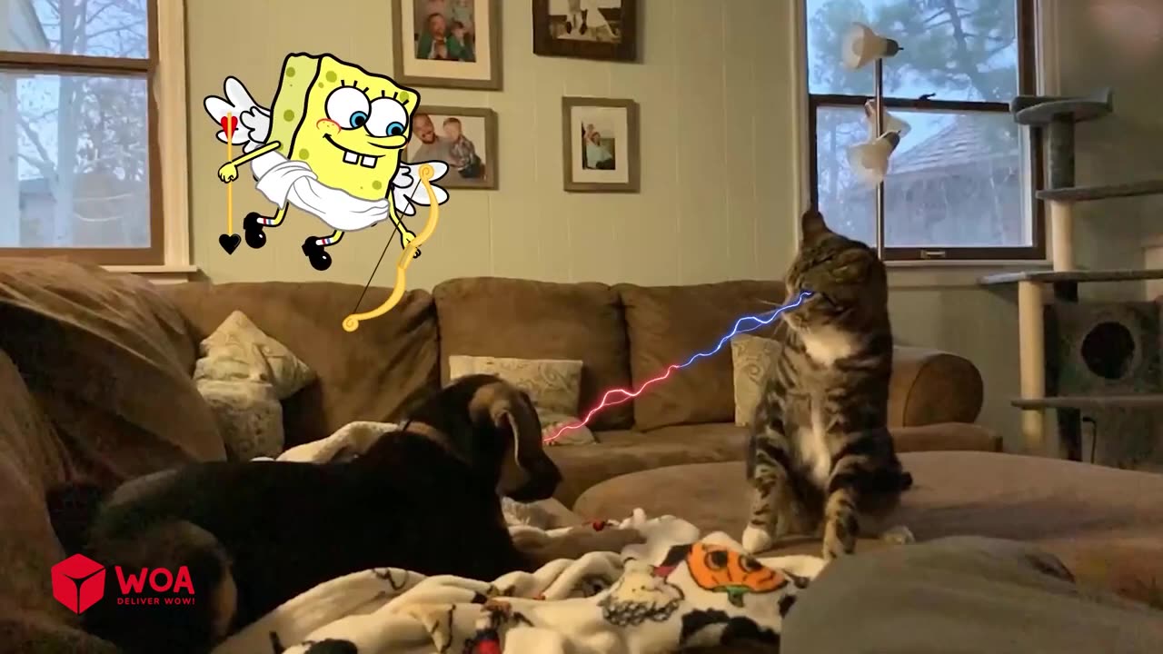 Funny Animals Videos 2023 😂 - Funniest Dogs And Cats Videos 😺😍 - Spongebob funny.mp4