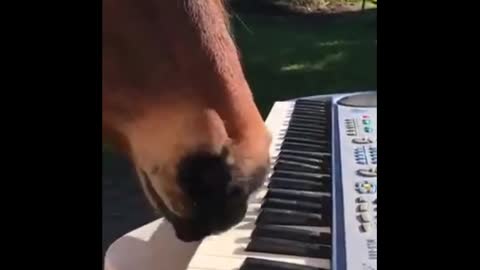 🤣 Funniest 🐶 Dogs and 😻 Cats and horse - Awesome Funny Pet Animals Videos 😇